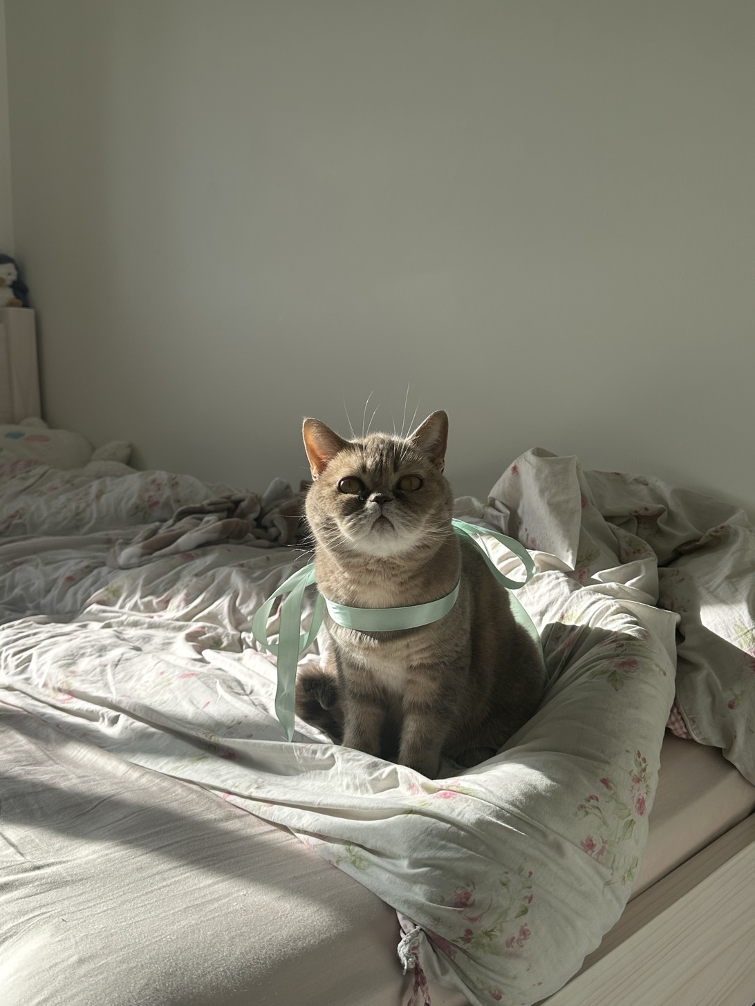 MeowMeow(Xiaomi), a cat found on Chonk Finder