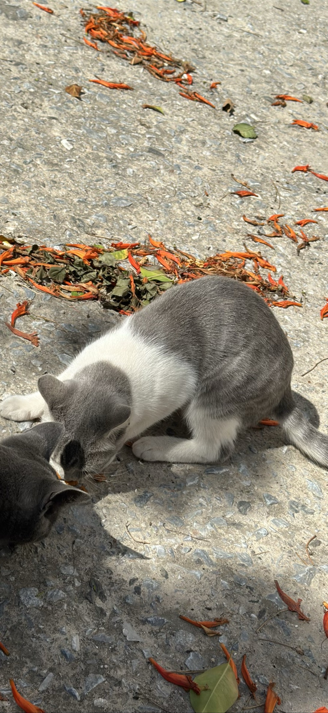 Pebble, a cat found on Chonk Finder