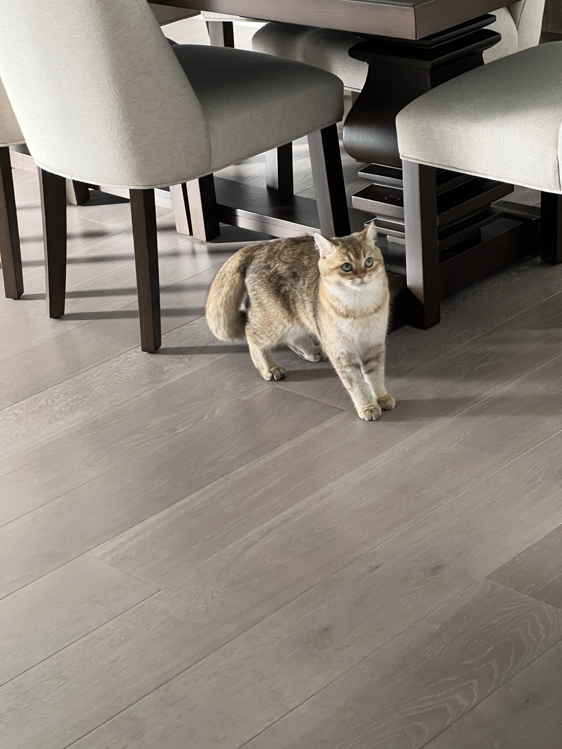 Miso, a cat found on Chonk Finder