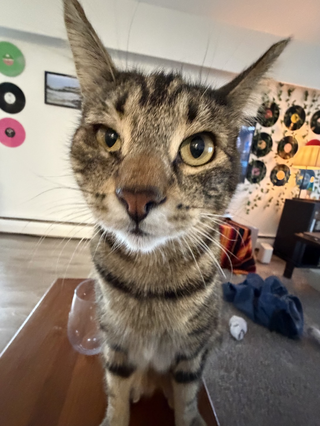 Tiger, a cat found on Chonk Finder
