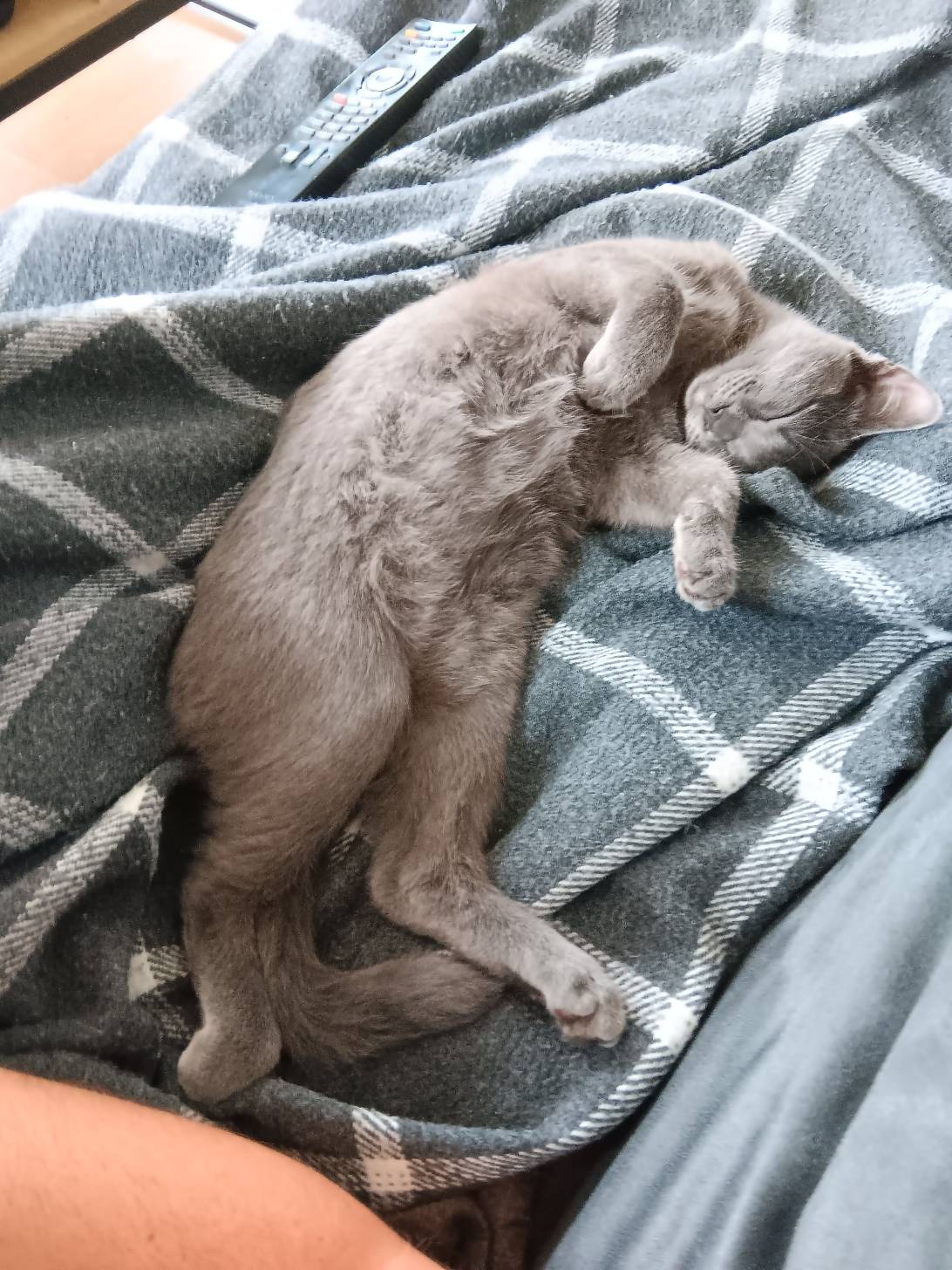 Ptit Poney, a cat found on Chonk Finder