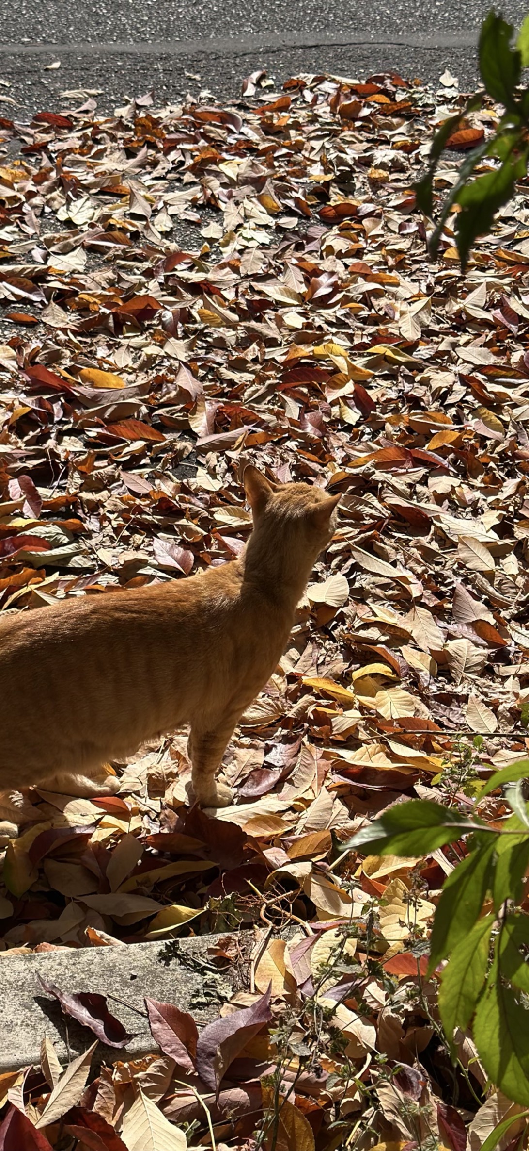 Greta, a cat found on Chonk Finder