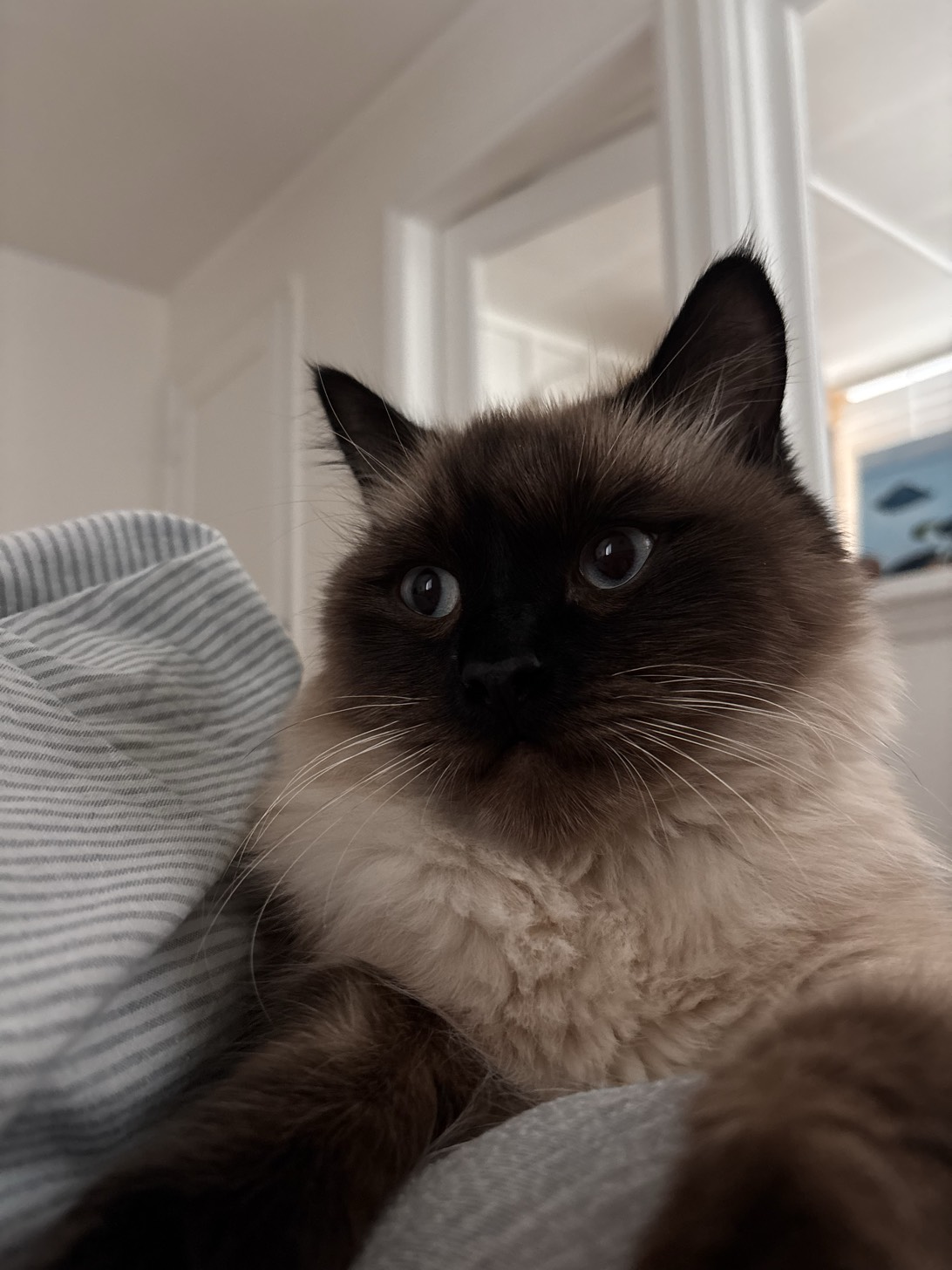 Bo, a cat found on Chonk Finder