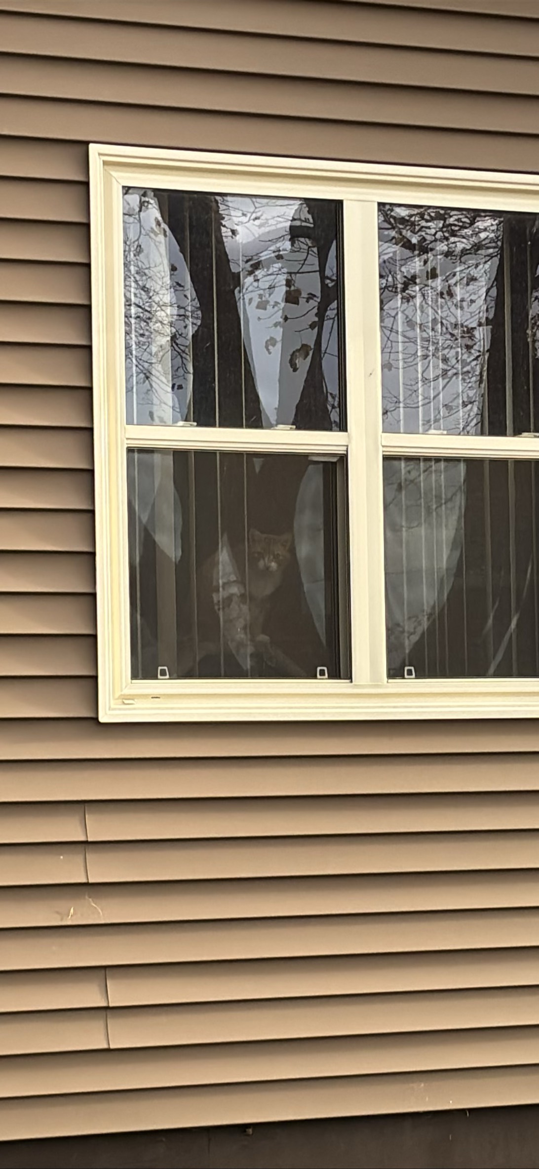 Phantom, a cat found on Chonk Finder