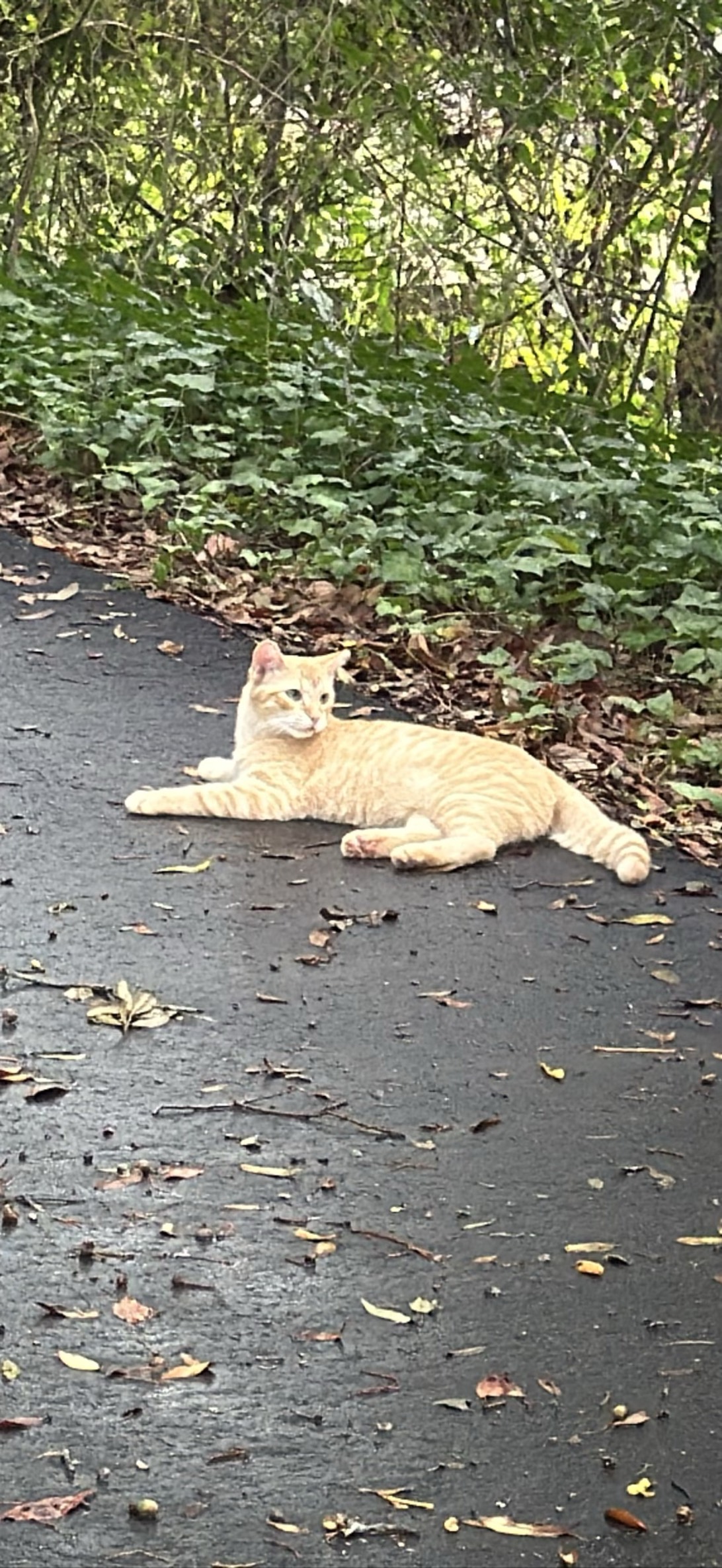 Butterscotch, a cat found on Chonk Finder