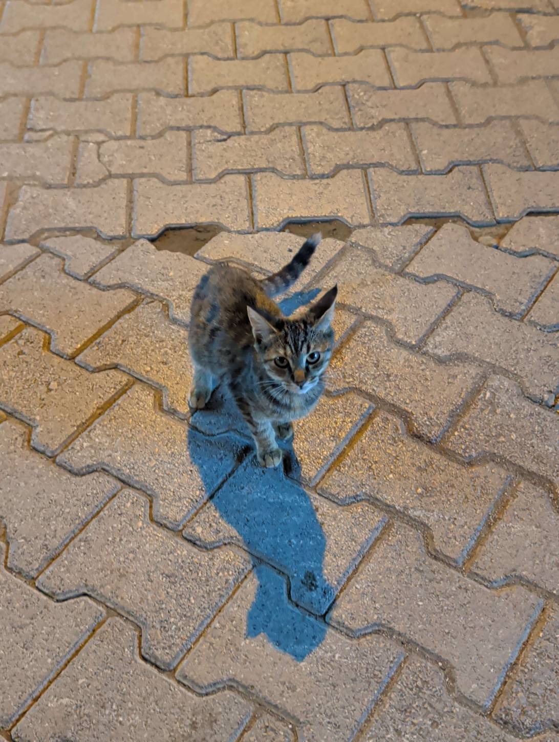 Zigzag, a cat found on Chonk Finder