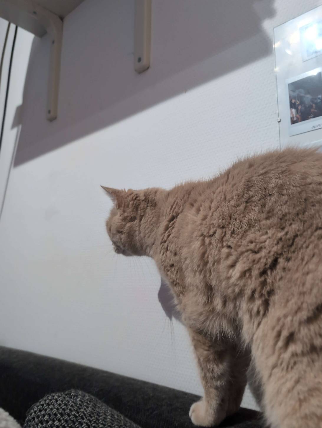 Yuffie, a cat found on Chonk Finder