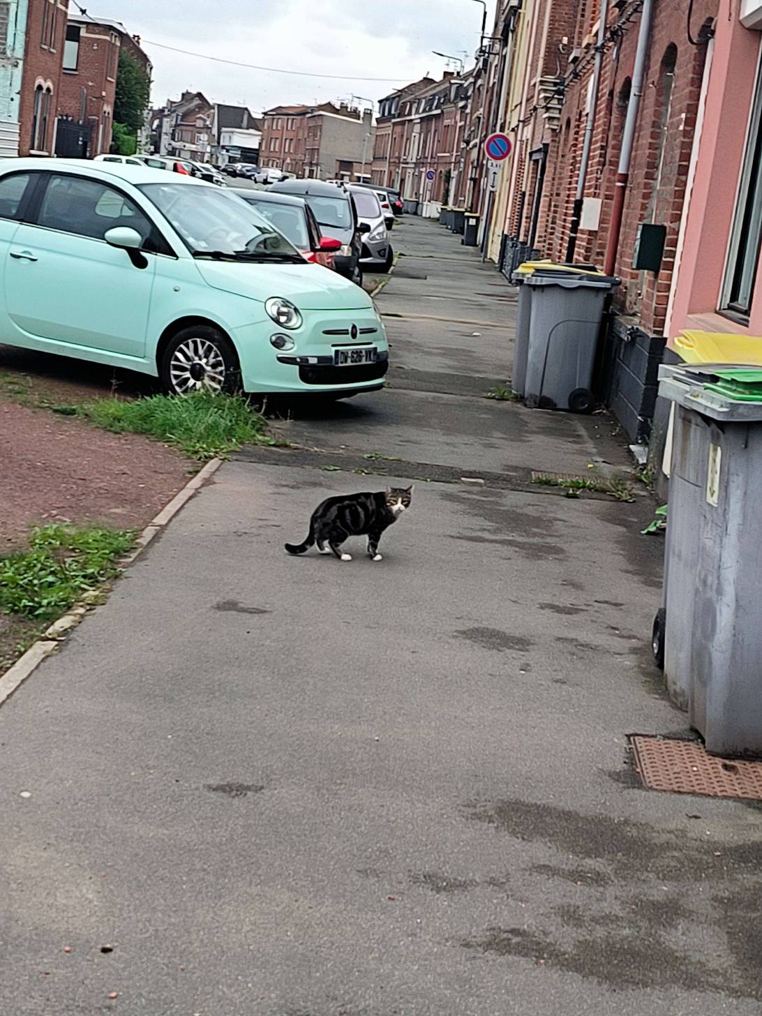 Gaston, a cat found on Chonk Finder