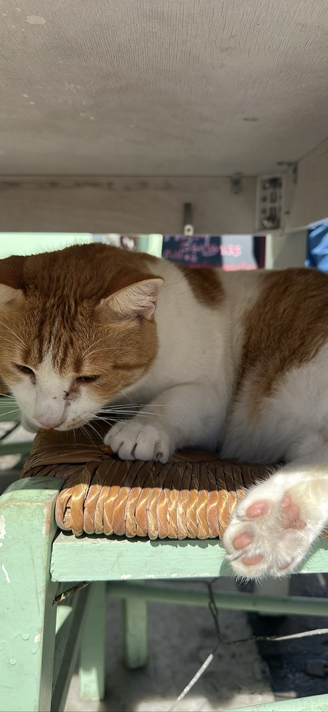 Meatloaf maybe, a cat found on Chonk Finder