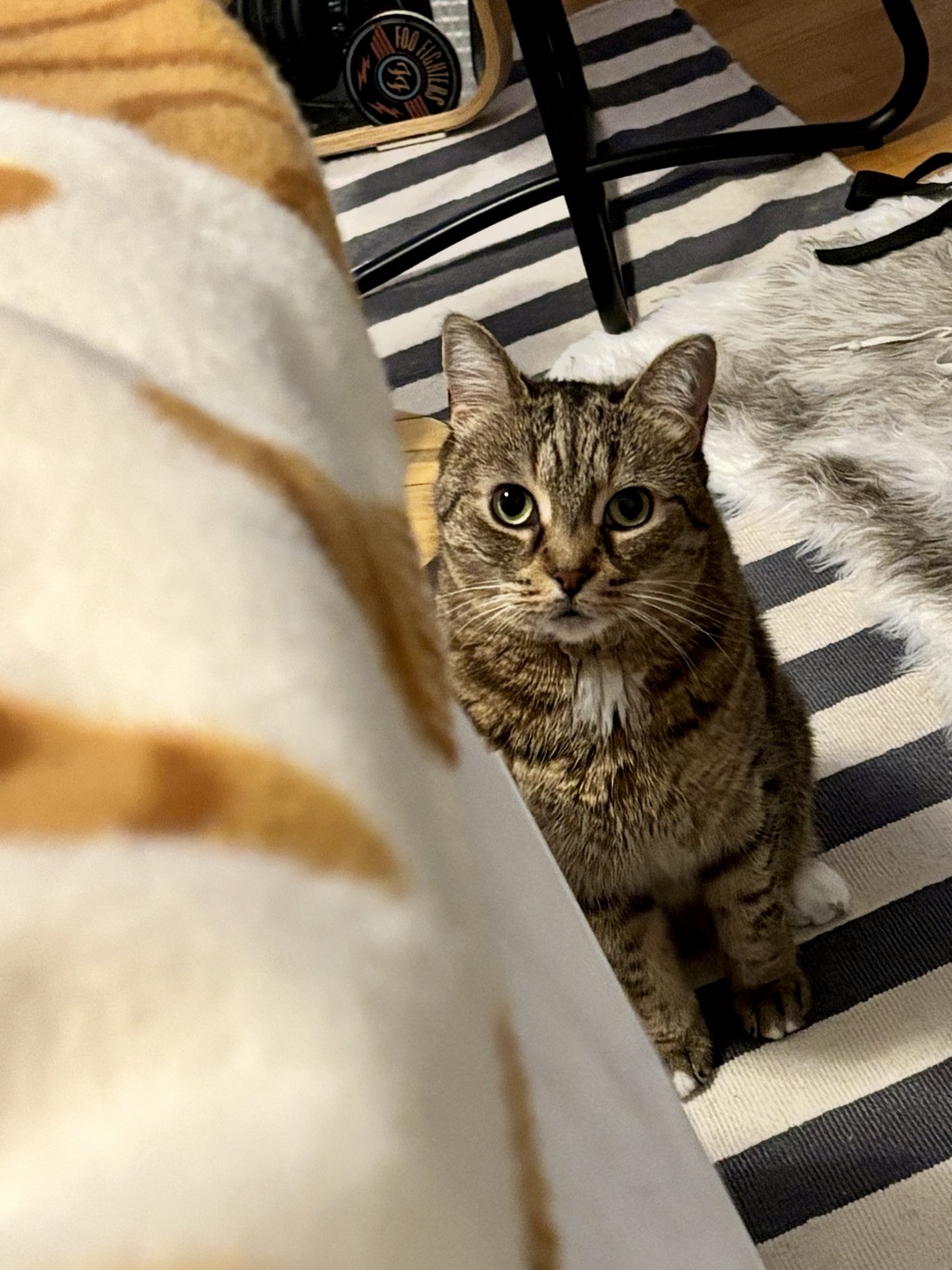 Sandy (Sanderson), a cat found on Chonk Finder