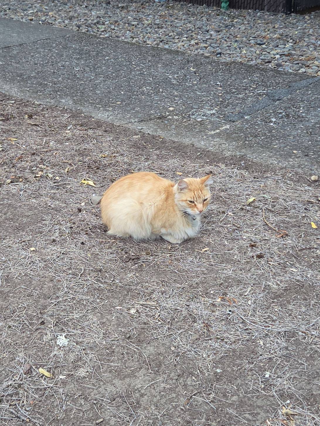 Zuko, a cat found on Chonk Finder