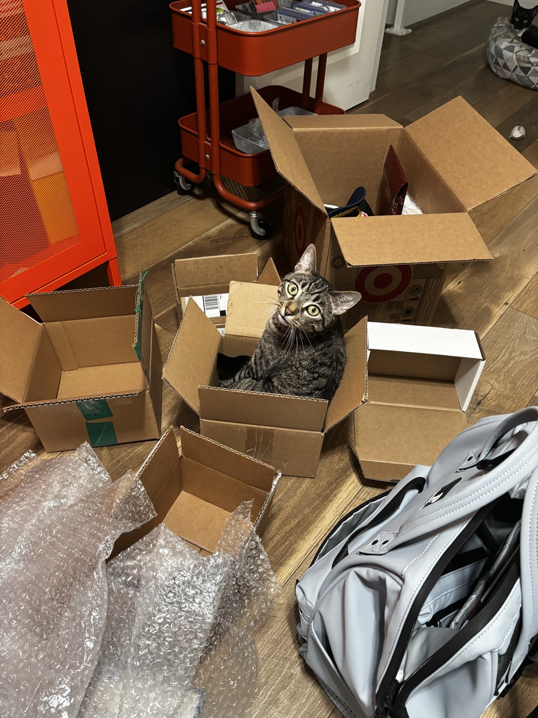 Riqui Puig, a cat found on Chonk Finder