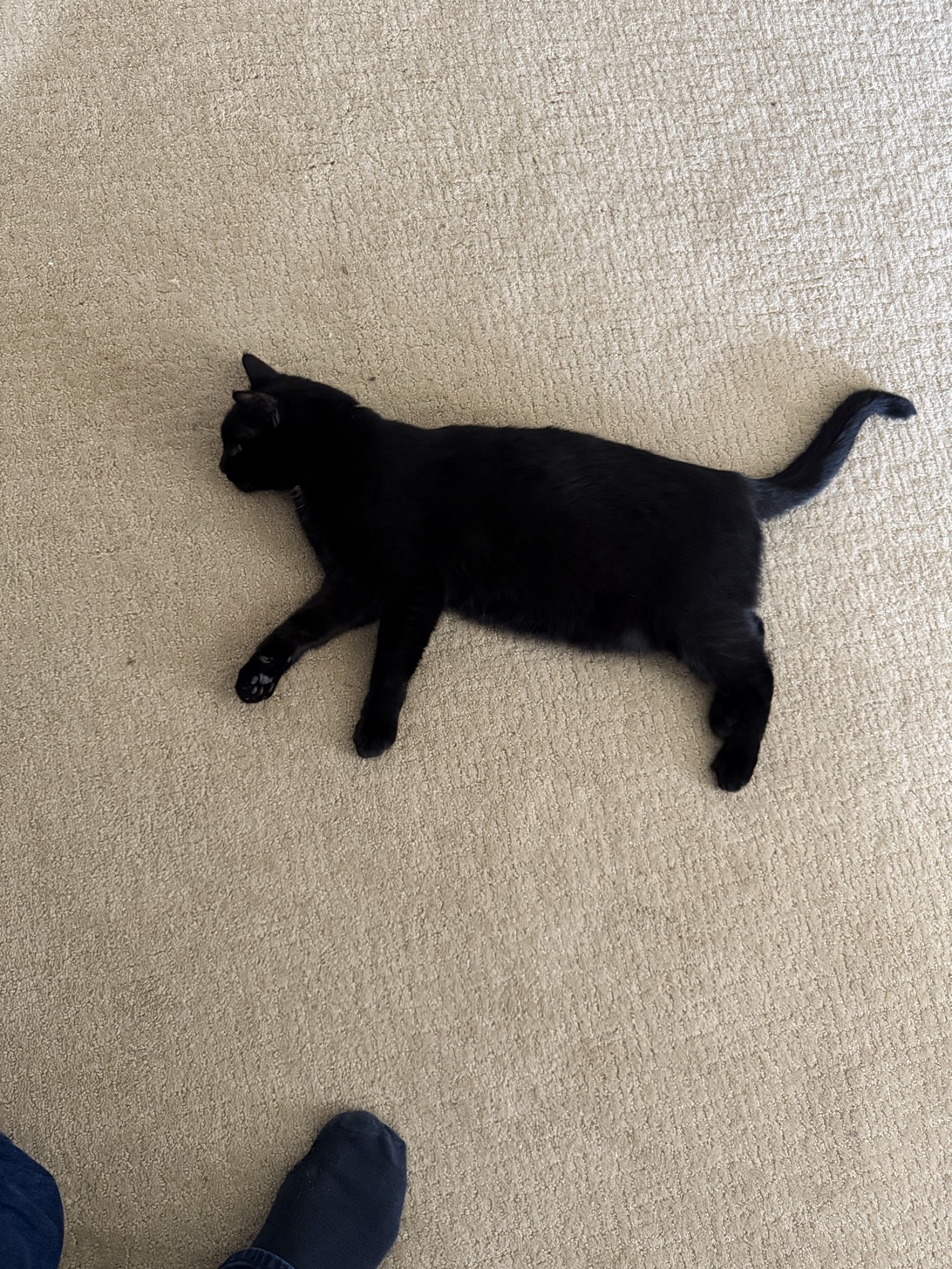 Jinx, a cat found on Chonk Finder
