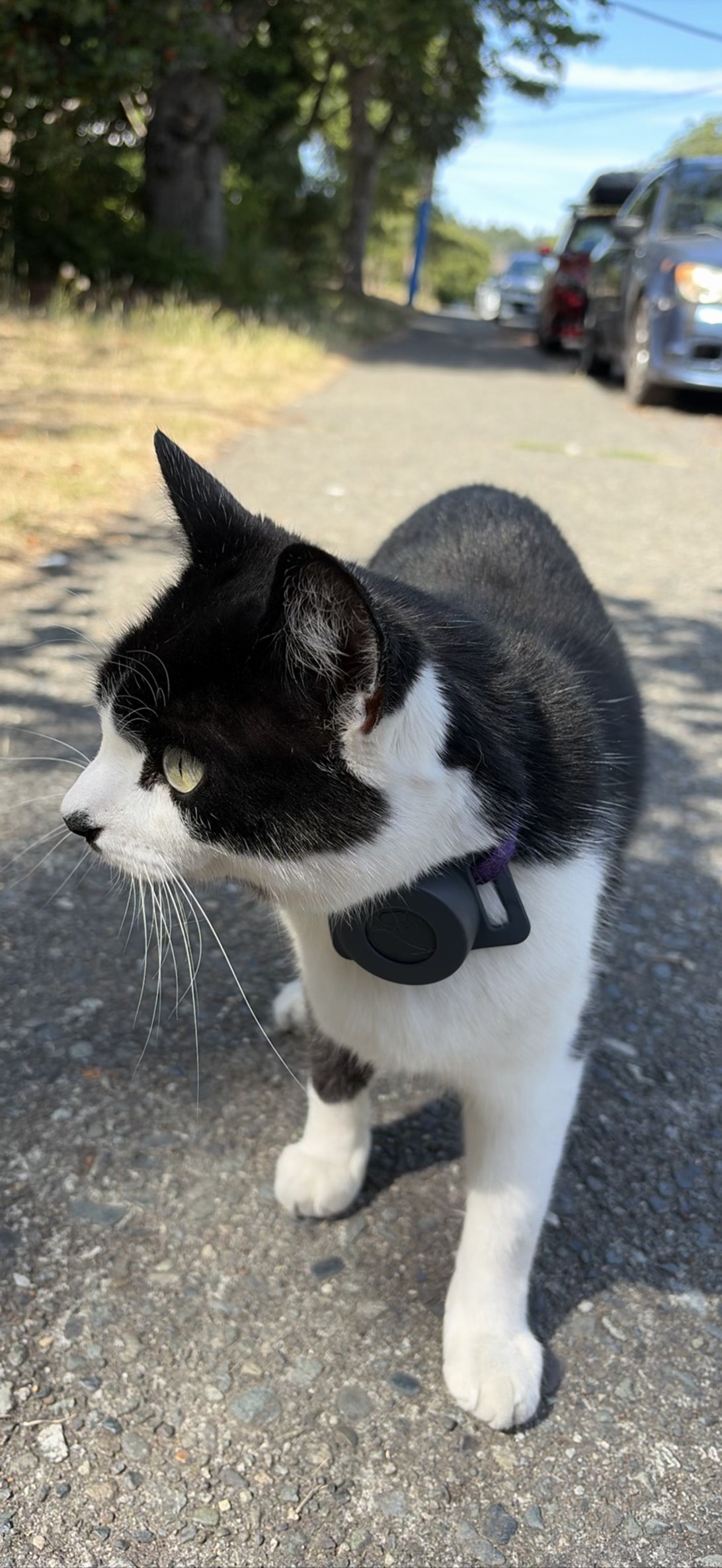 Kit, a cat found on Chonk Finder