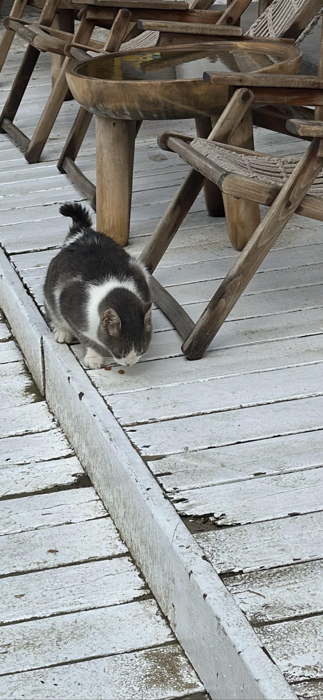 Chonkasaurus, a cat found on Chonk Finder