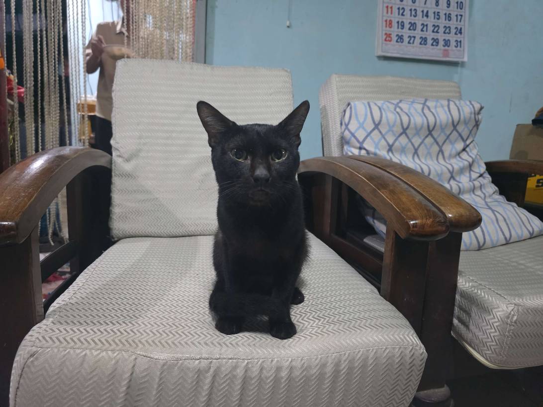 Charlie, a cat found on Chonk Finder