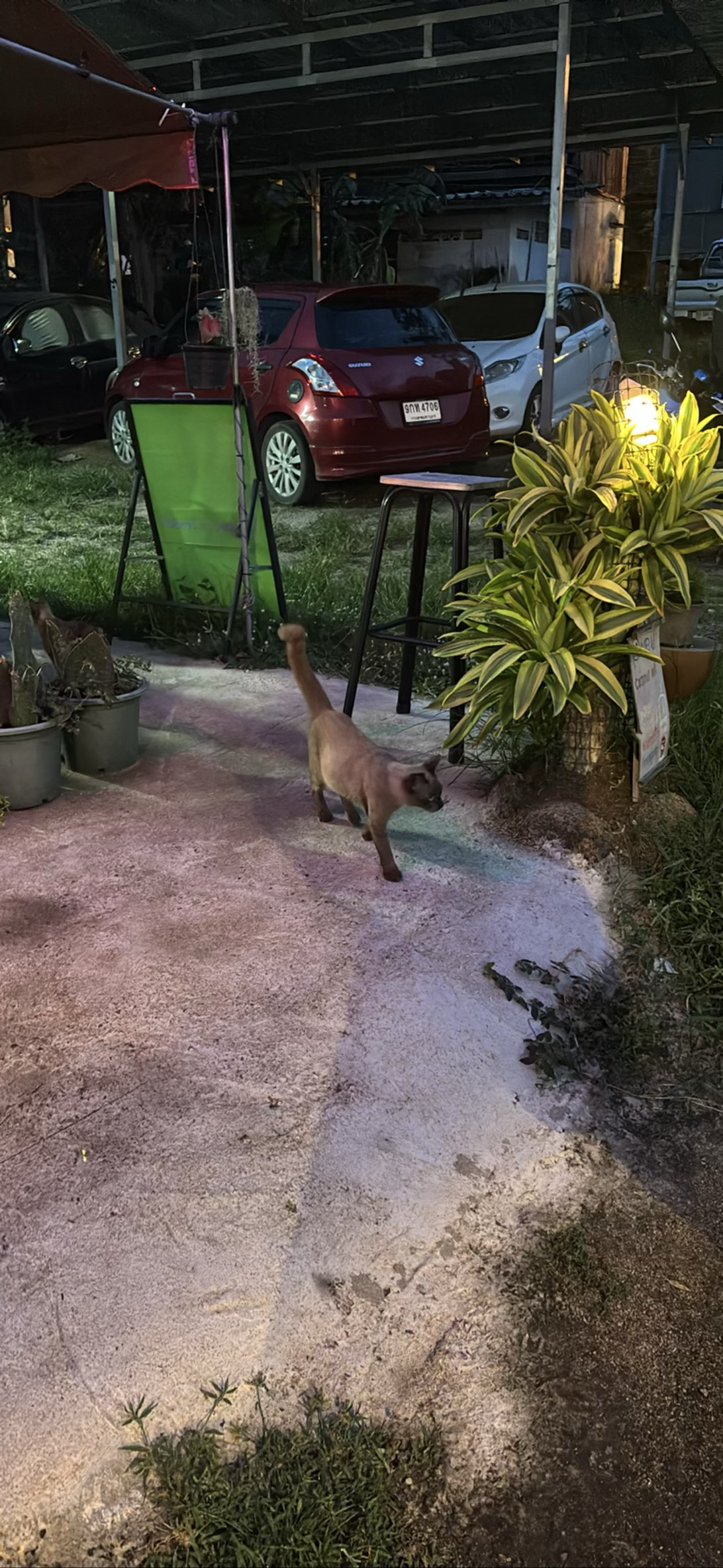 Thai Tea Poo Papa, a cat found on Chonk Finder
