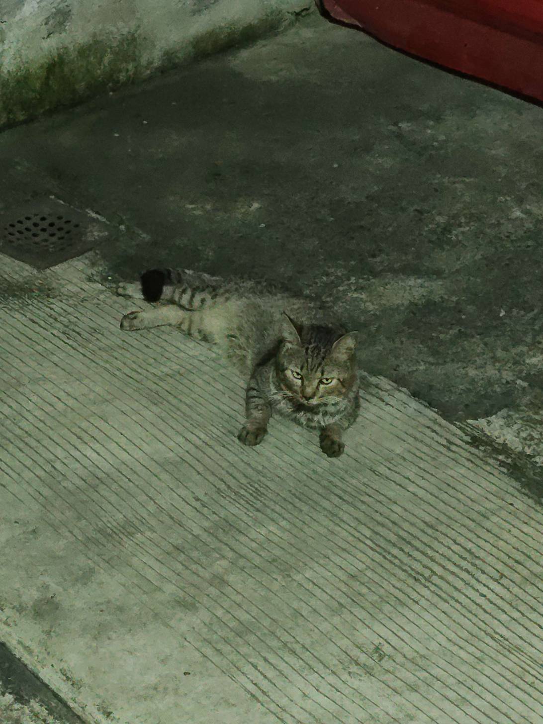 Butchog, a cat found on Chonk Finder