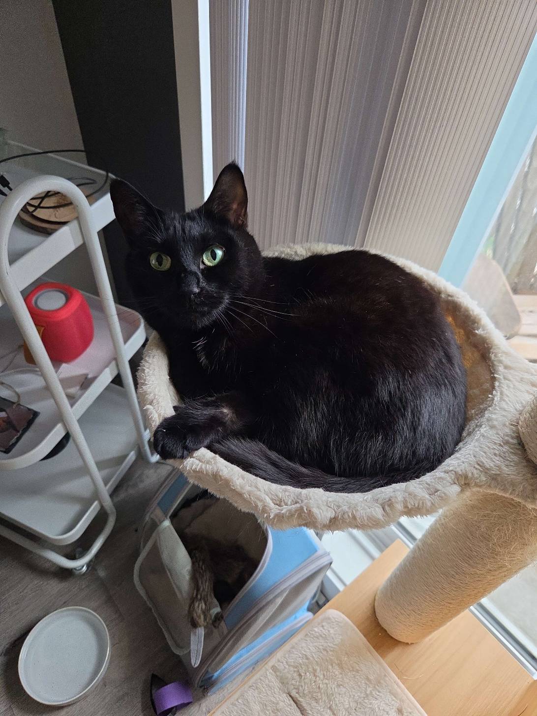 Fang, a cat found on Chonk Finder