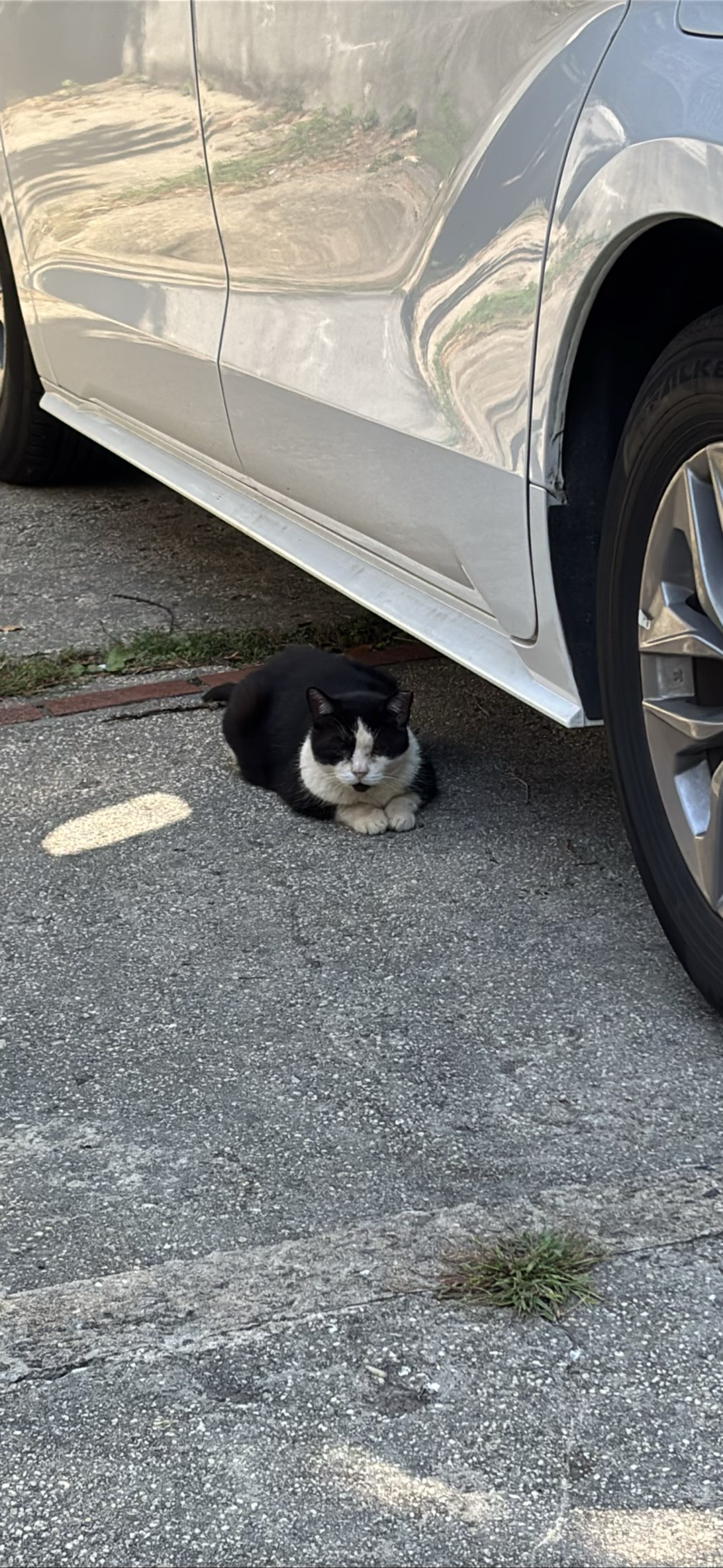 Sad Lad, a cat found on Chonk Finder