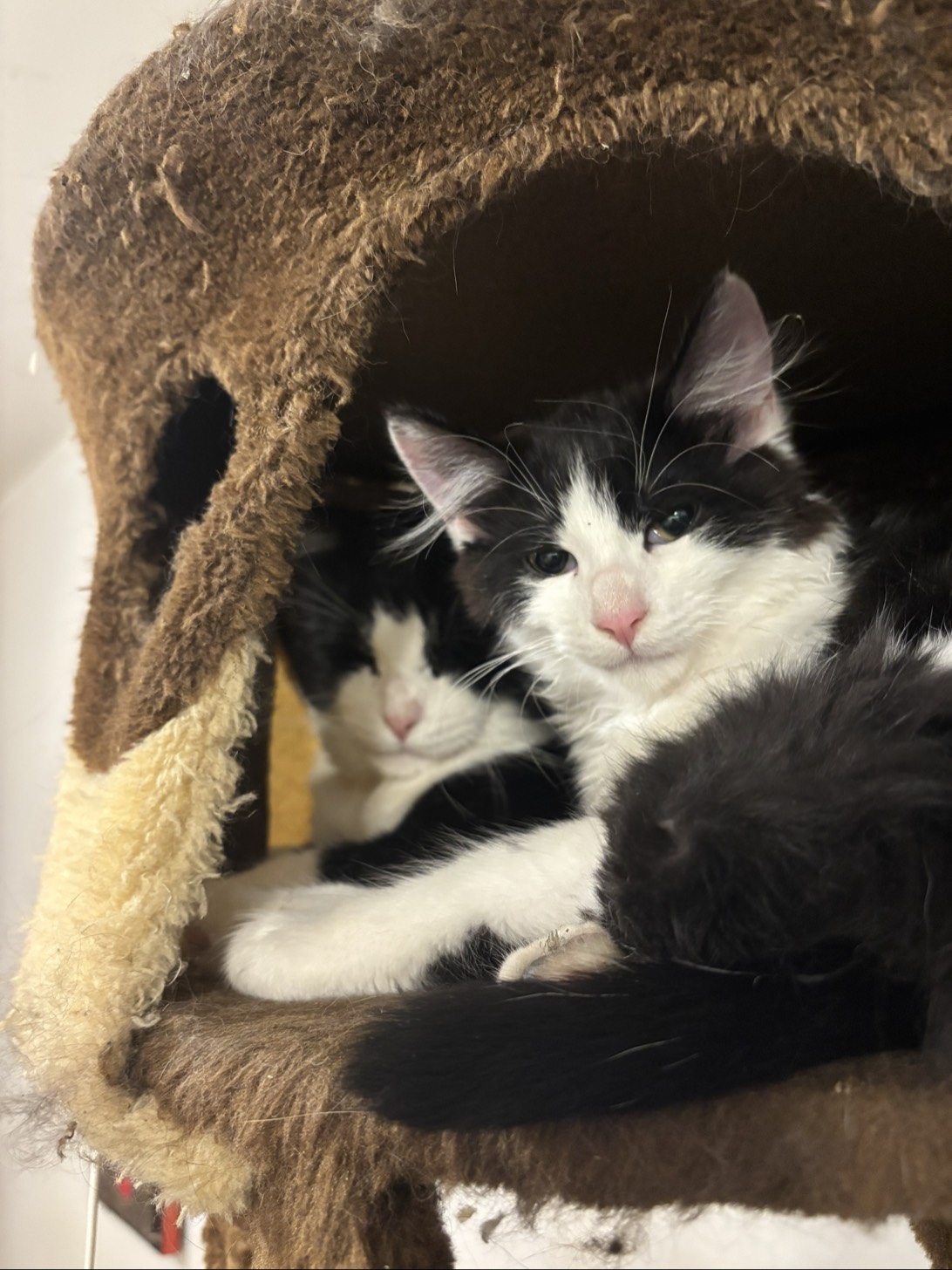 DadAndSon, a cat found on Chonk Finder