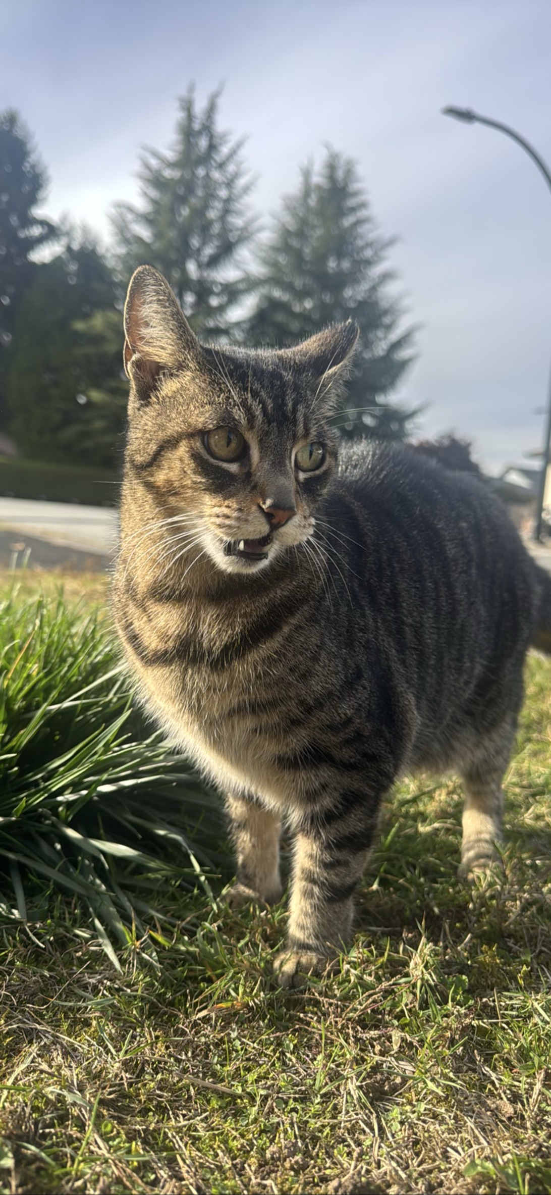 Growler, a cat found on Chonk Finder