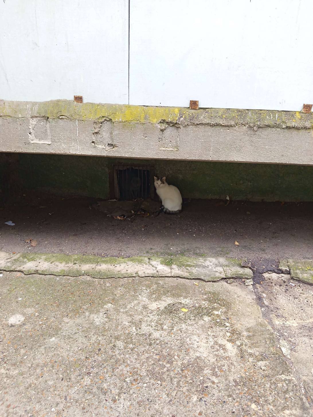 Crevice, a cat found on Chonk Finder