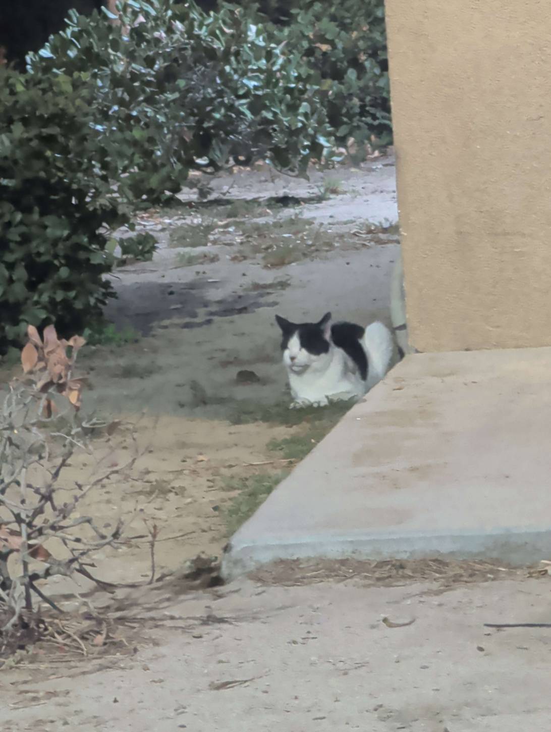 Domino, a cat found on Chonk Finder