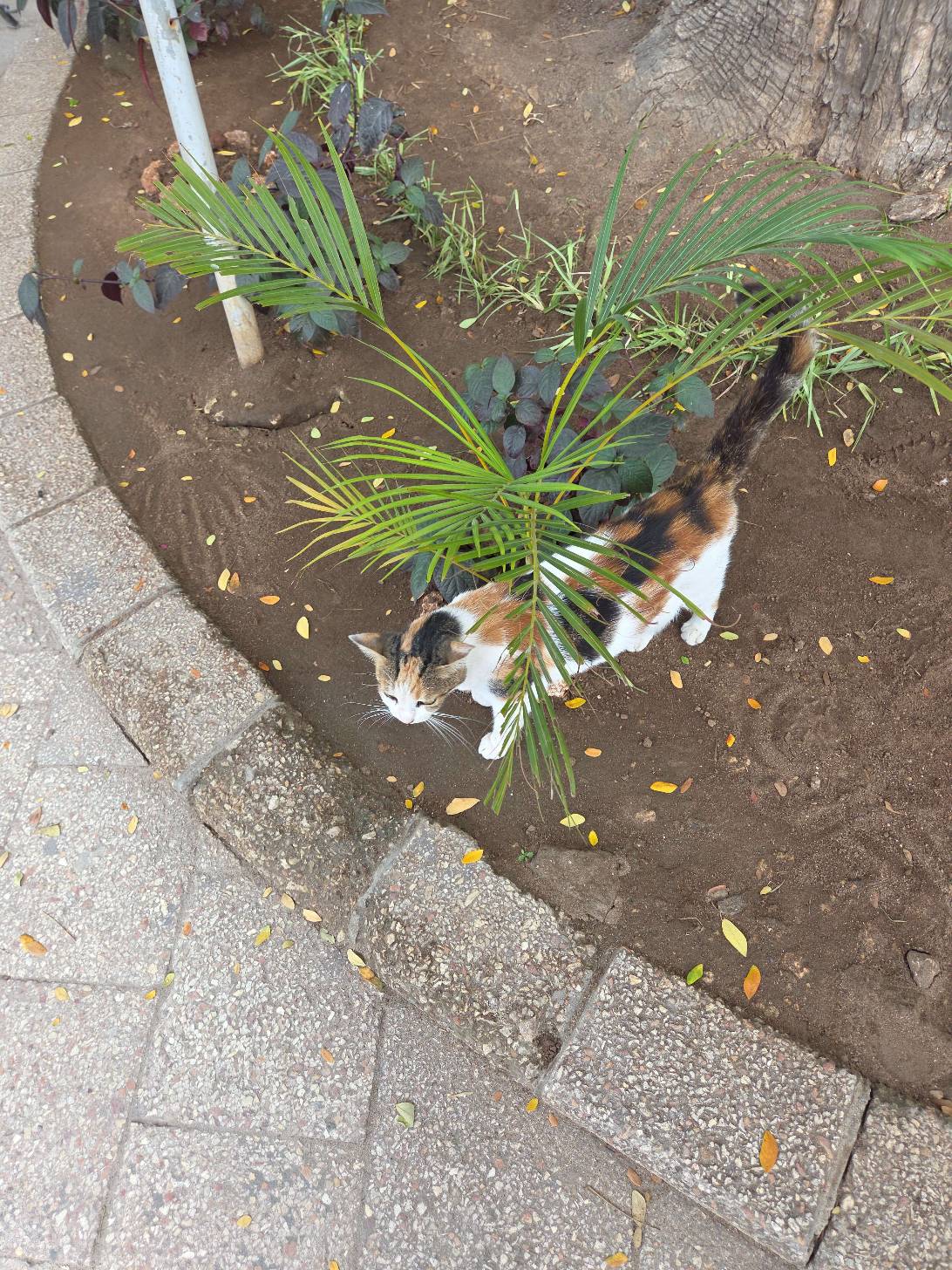 Short meow, Zanzibar