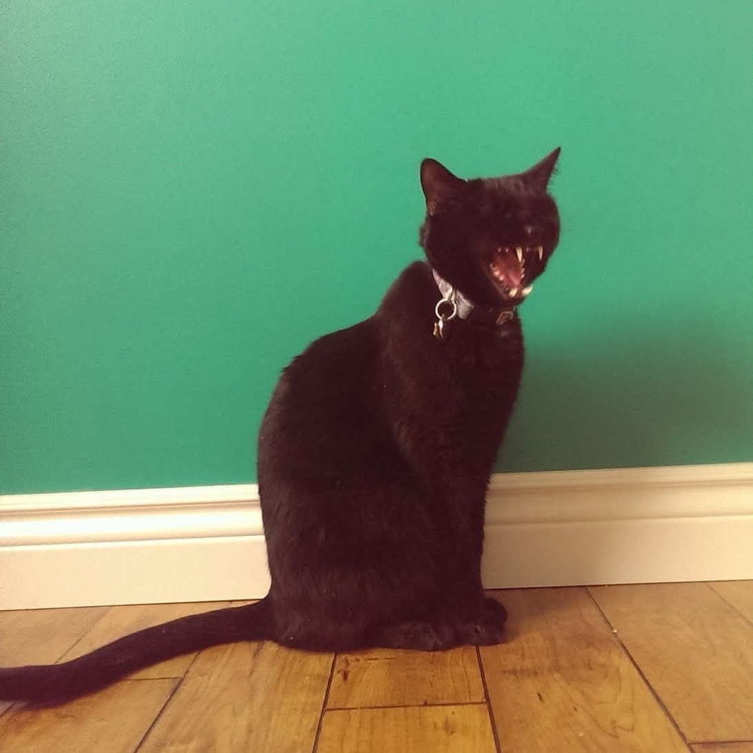 Bagheera, a cat found on Chonk Finder