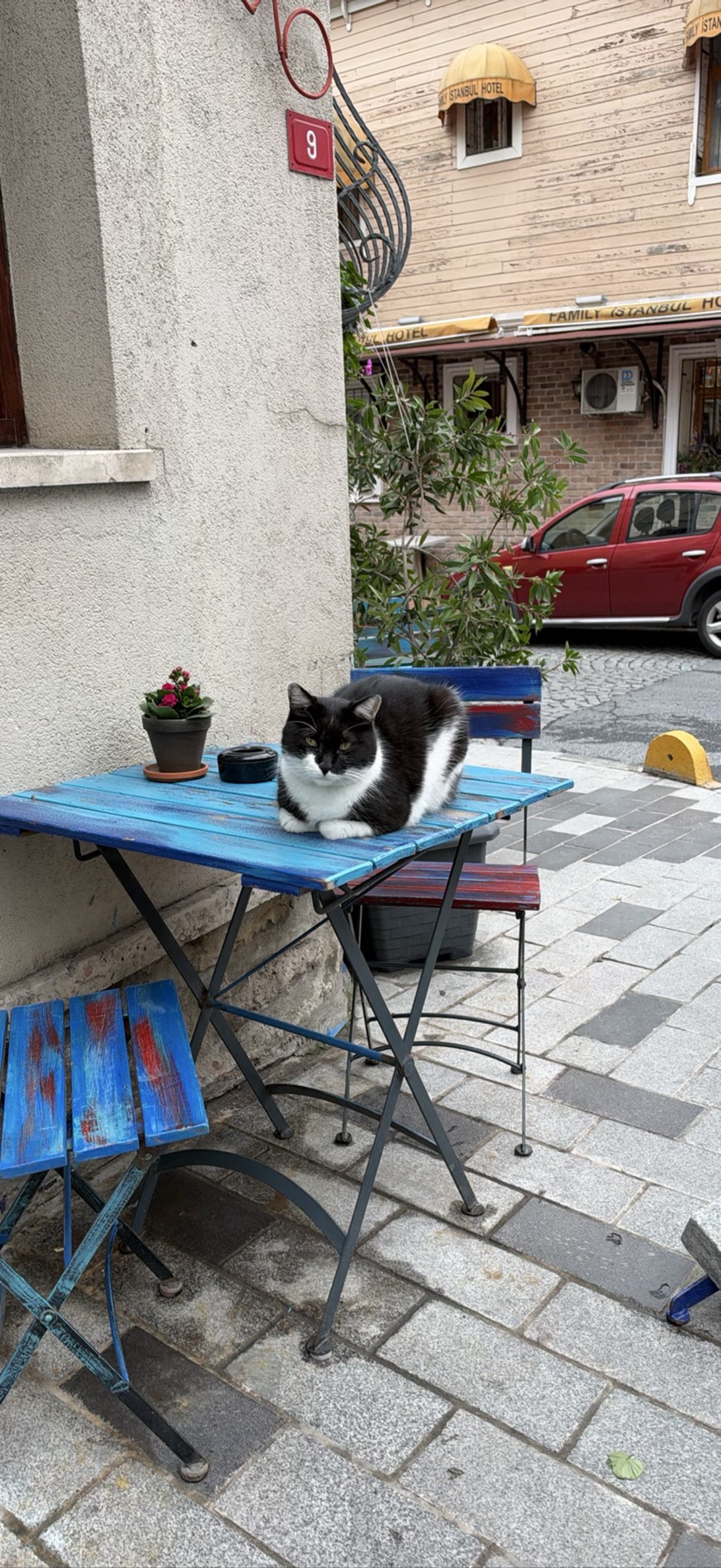 Bosphorus, a cat found on Chonk Finder