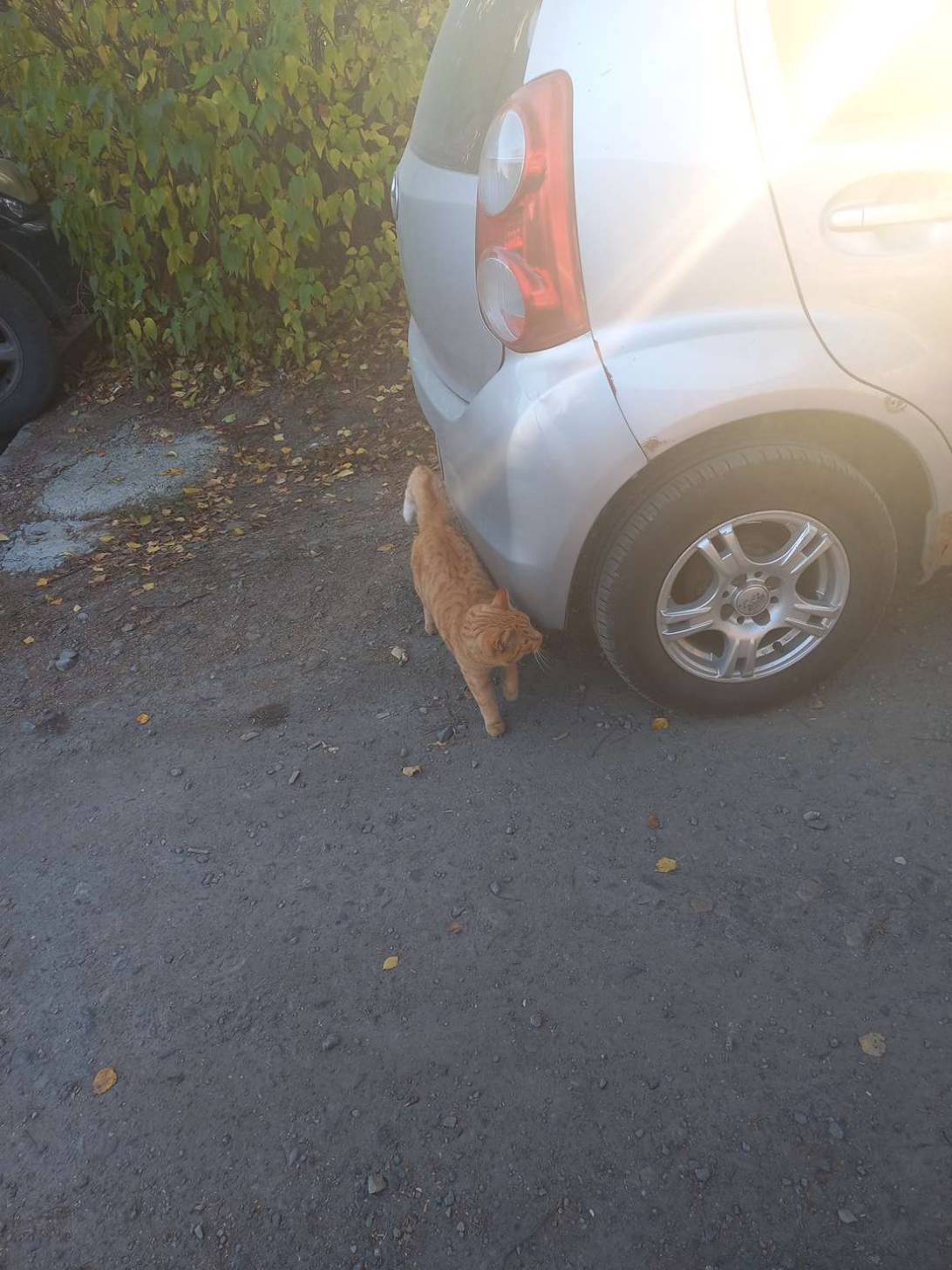 Rrr, a cat found on Chonk Finder