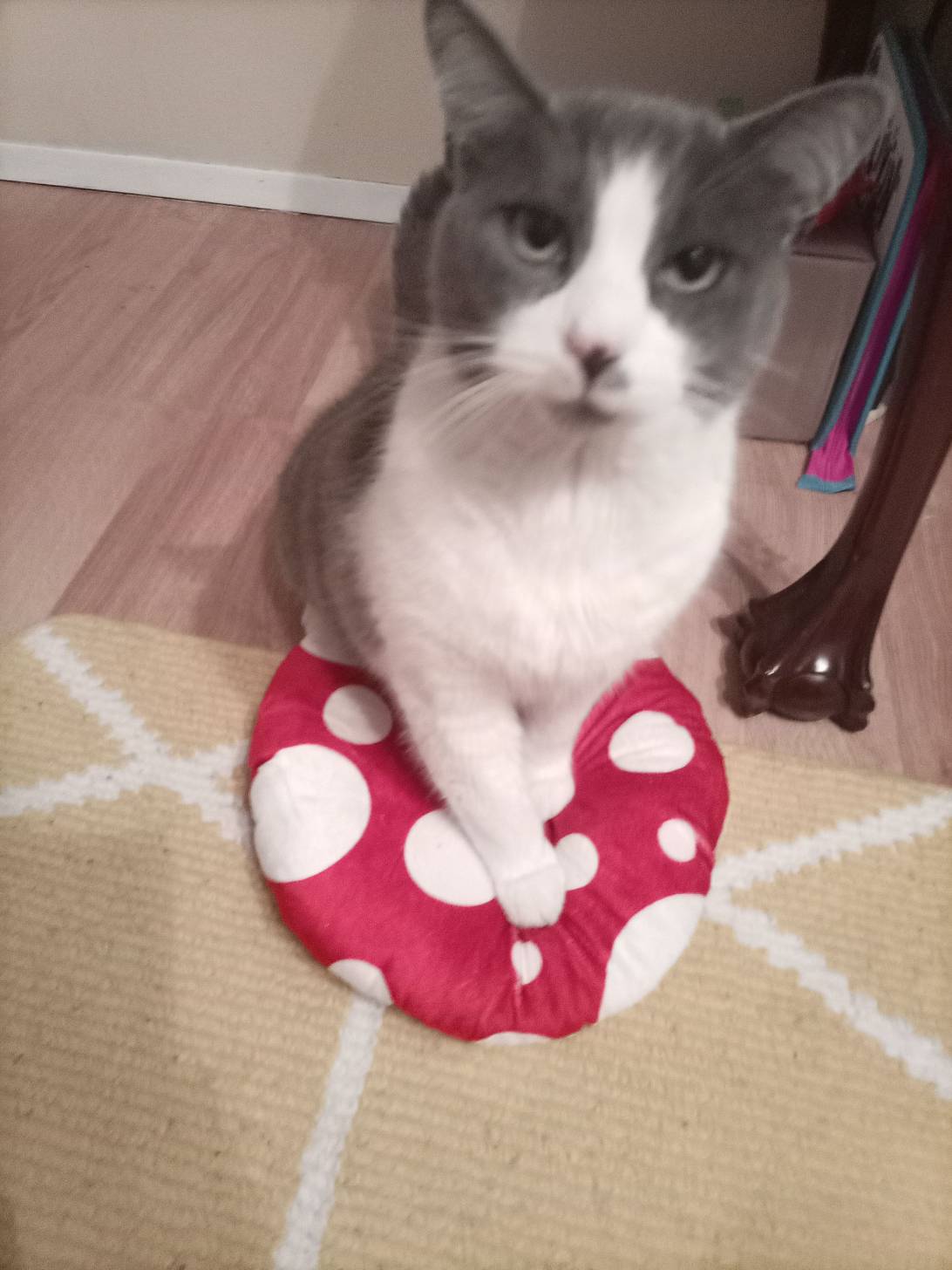 Aurie, a cat found on Chonk Finder
