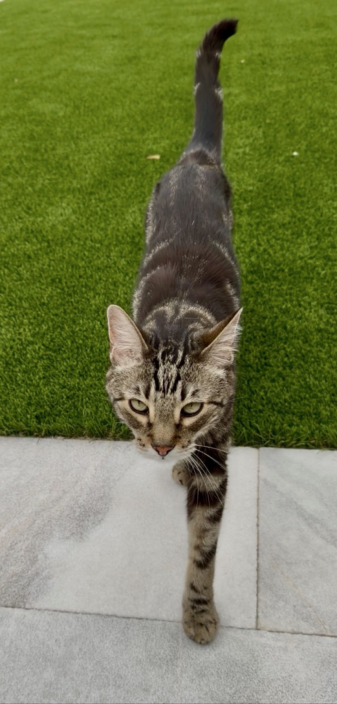 orion, a cat found on Chonk Finder