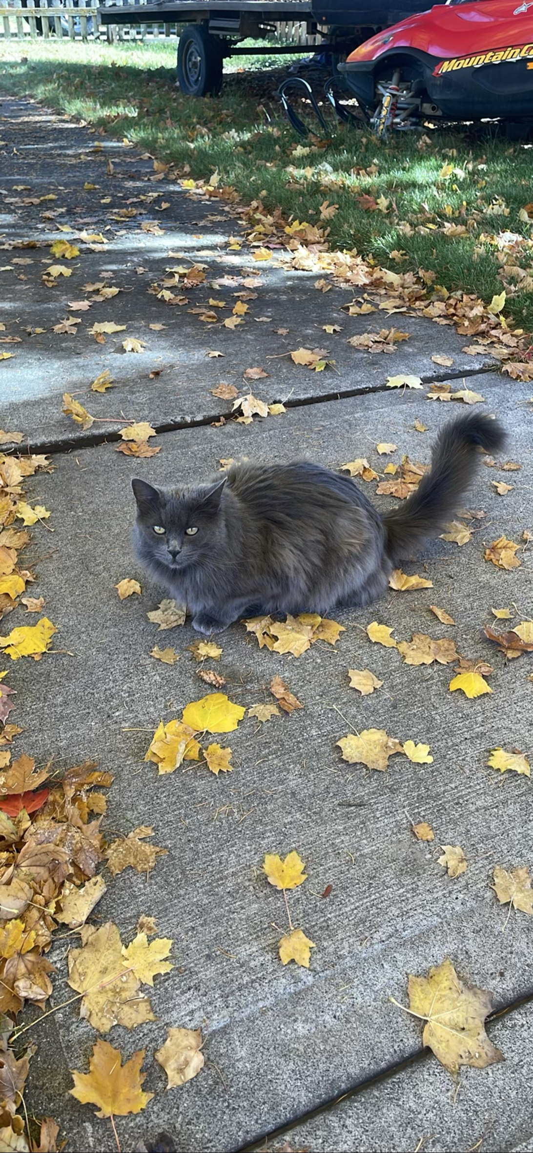 Dorian, a cat found on Chonk Finder