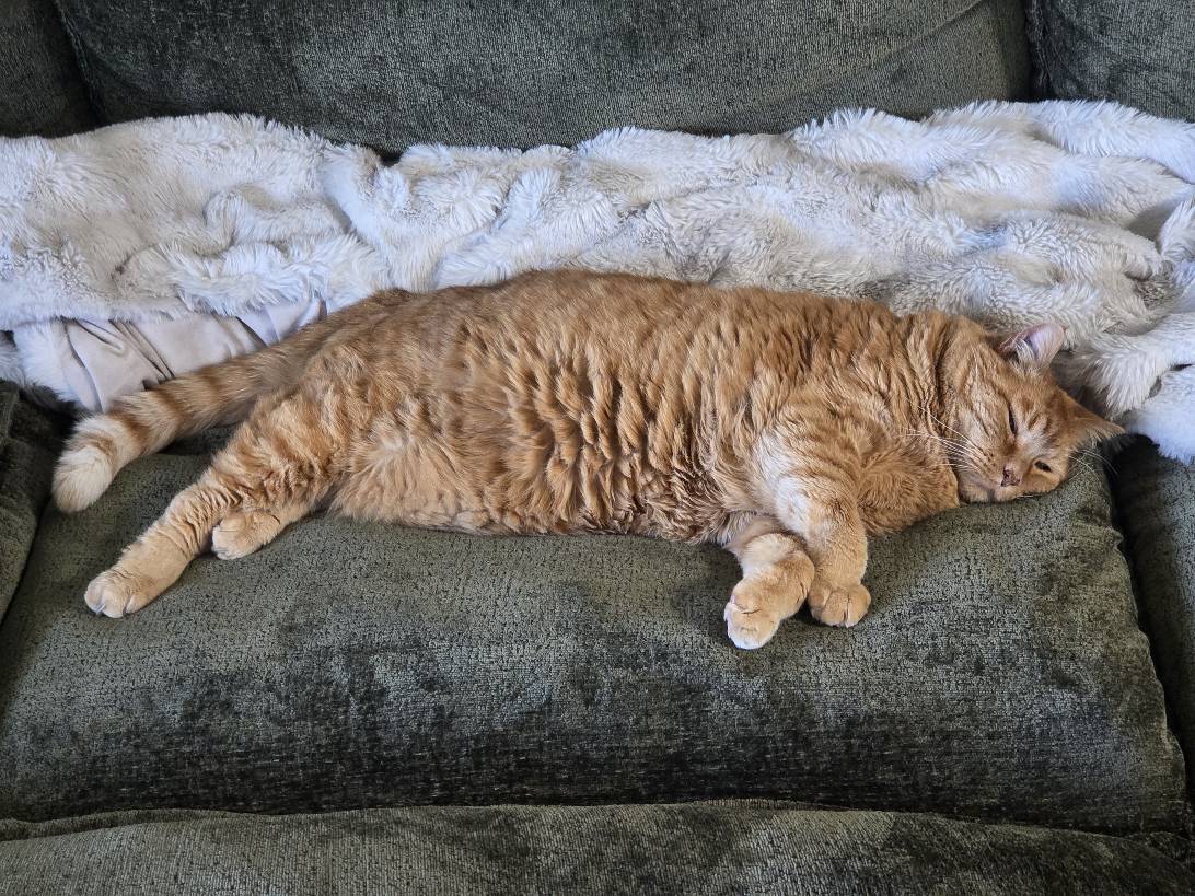 Angie (Angelo), a cat found on Chonk Finder