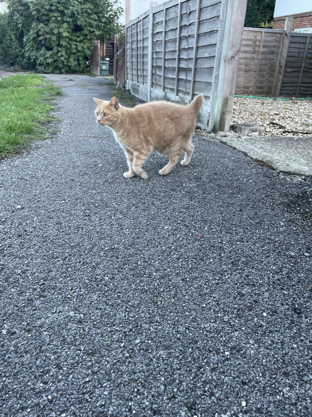 No tail cat, a cat found on Chonk Finder