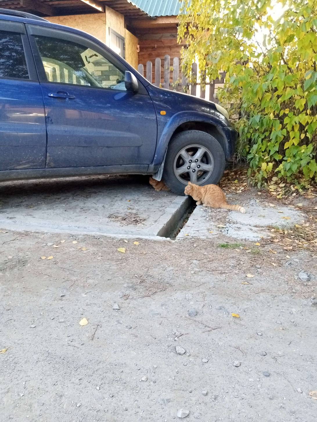 два Рыжика, a cat found on Chonk Finder