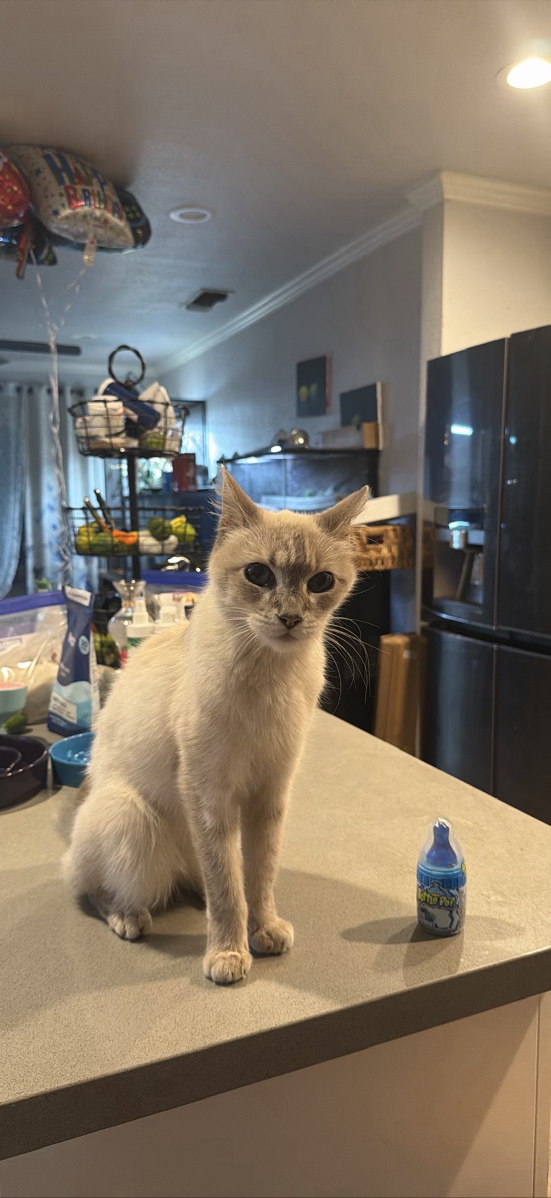 Snowhite, a cat found on Chonk Finder