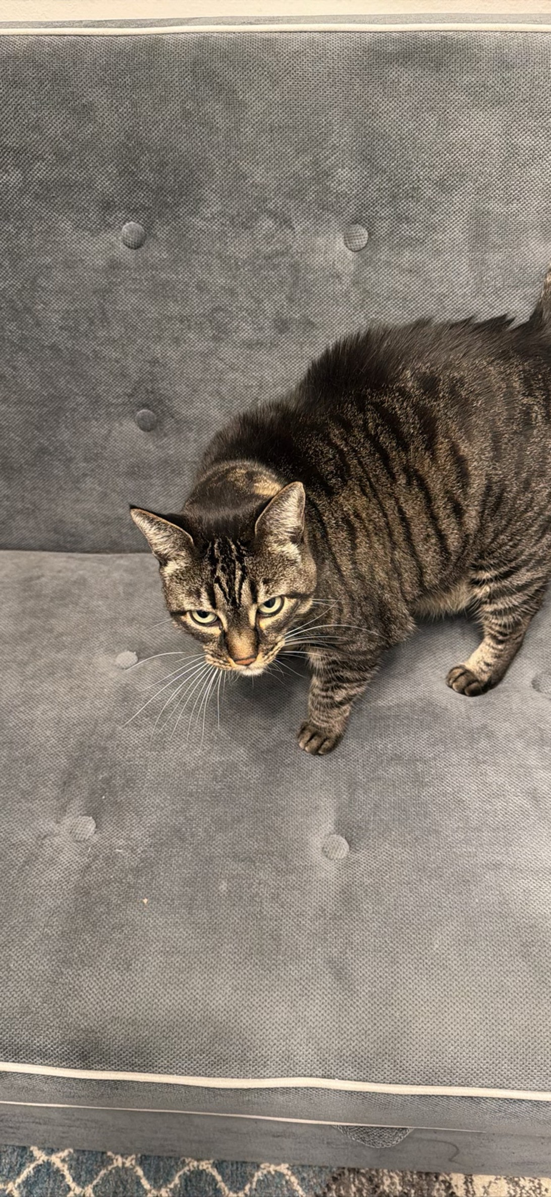 Ruby, a cat found on Chonk Finder