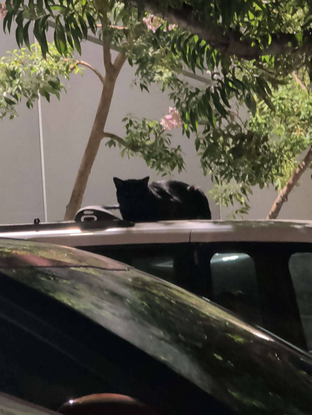 Karos, a cat found on Chonk Finder