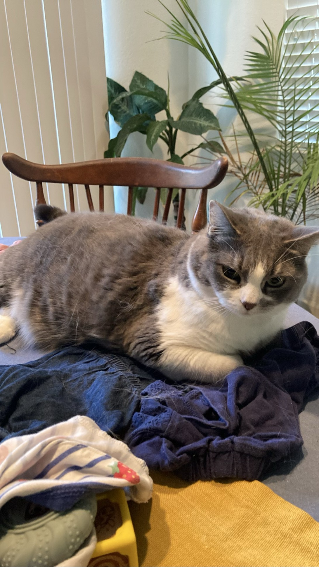 Keanu, a cat found on Chonk Finder