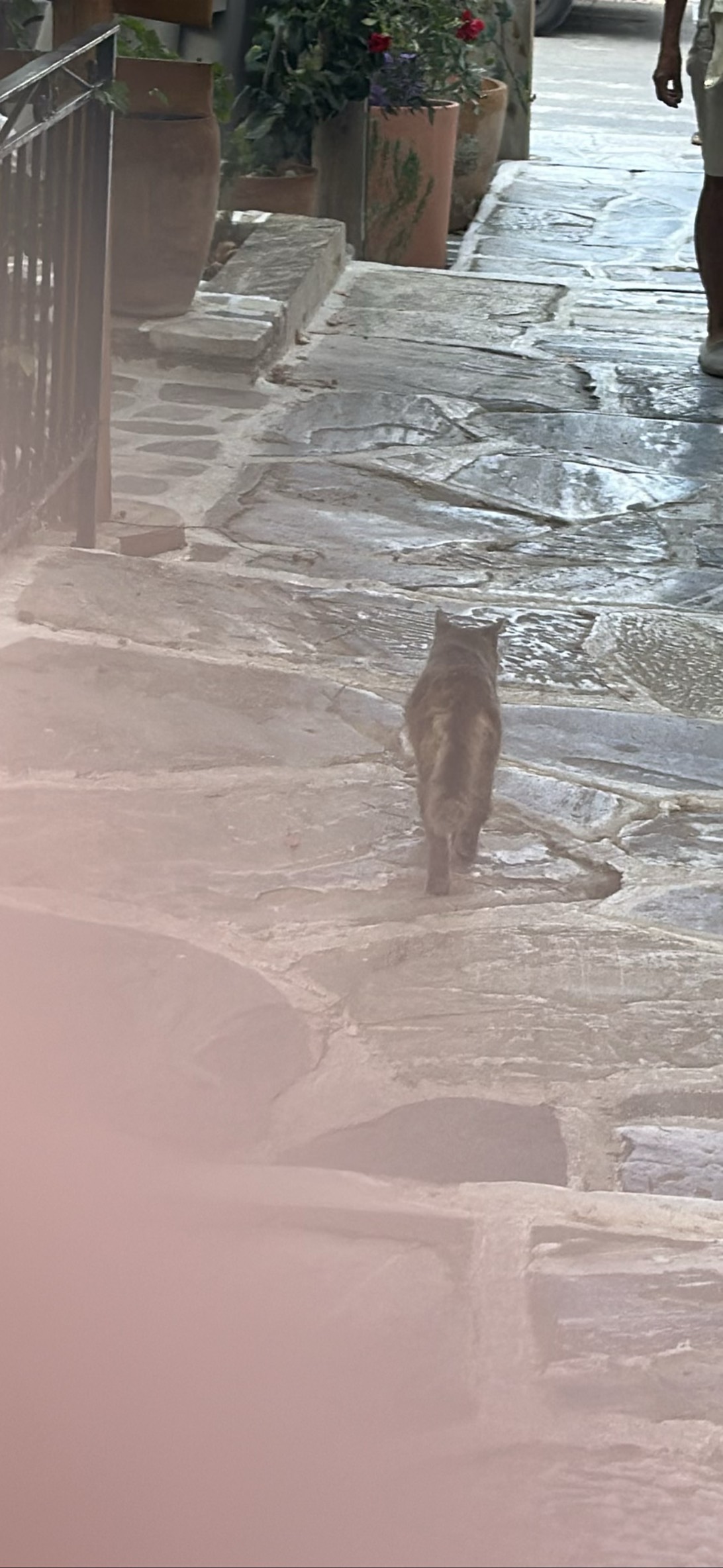 Hermes, a cat found on Chonk Finder