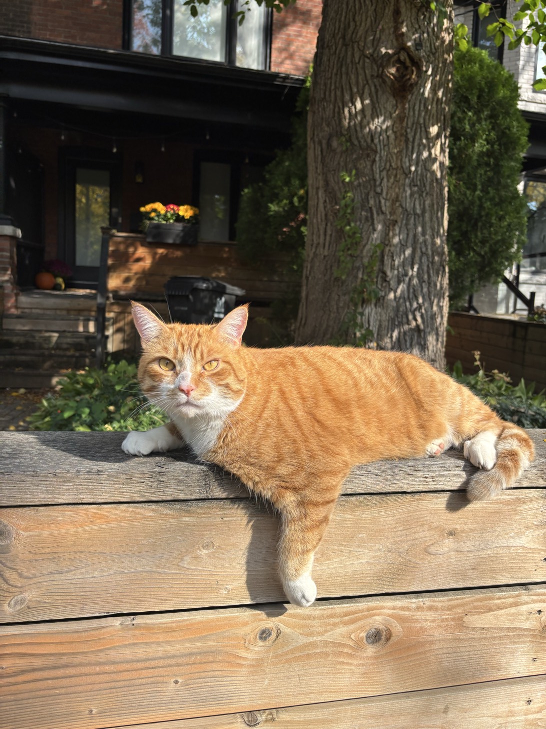 Bort Simpson, a cat found on Chonk Finder