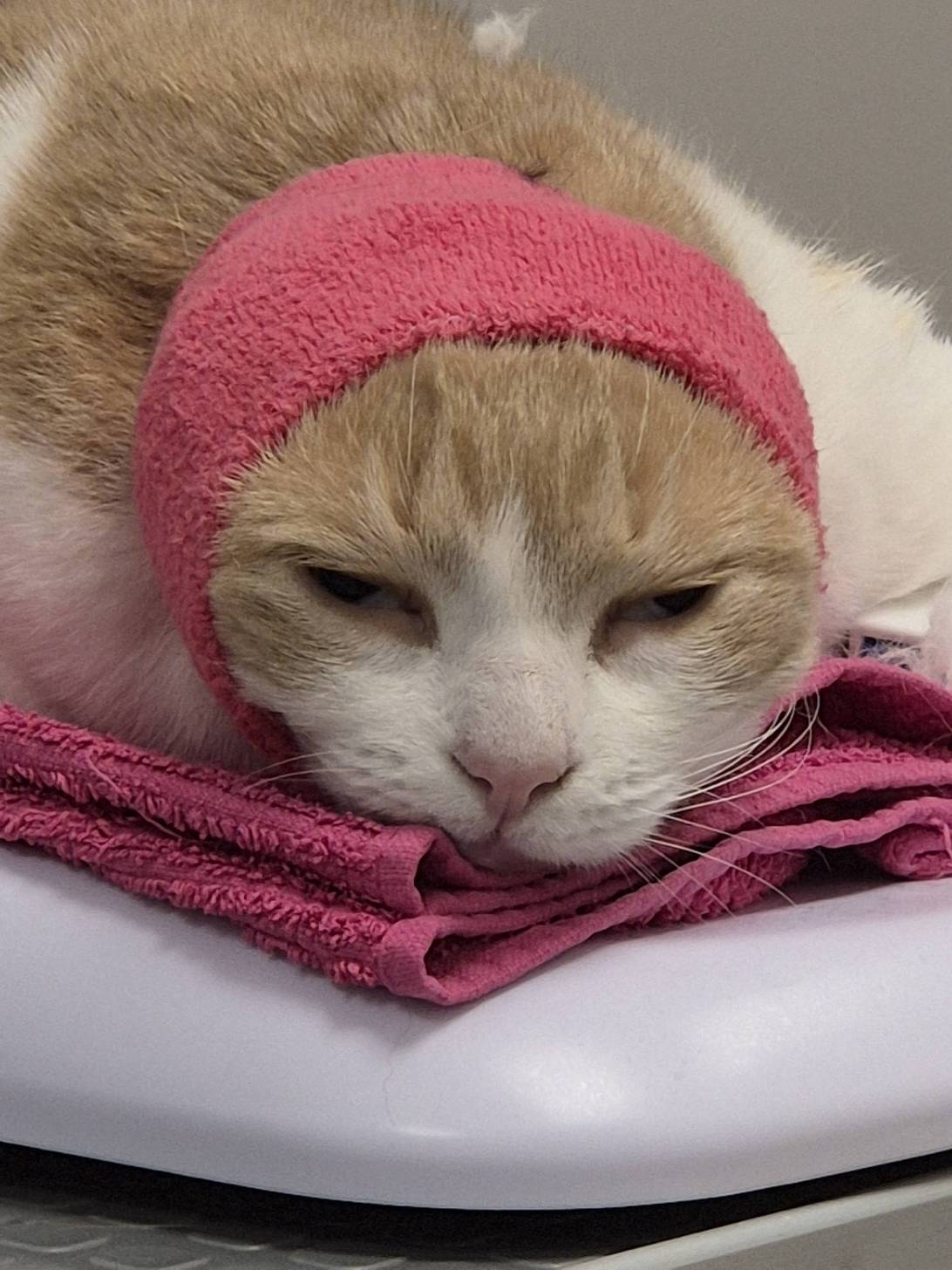 Brúskur, a cat found on Chonk Finder