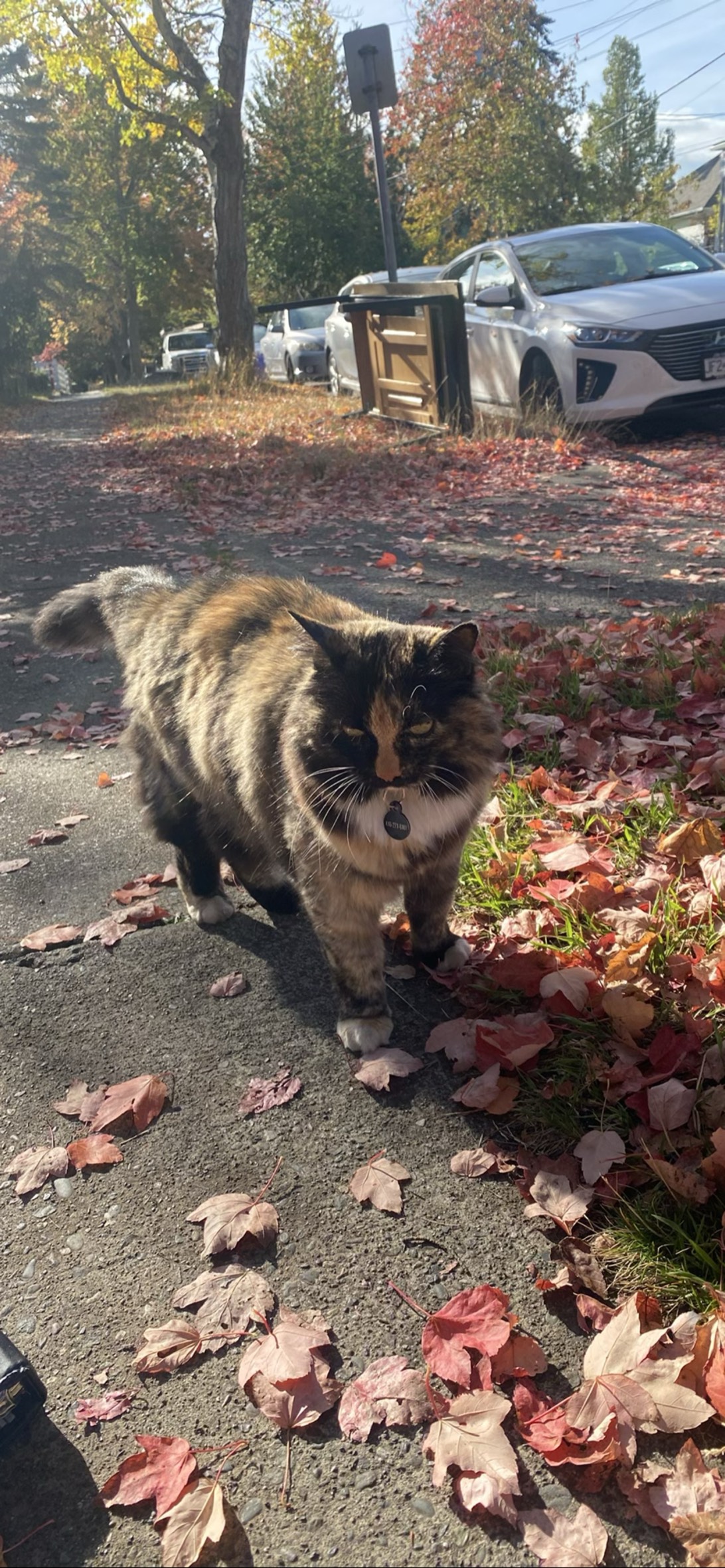 Licorice, a cat found on Chonk Finder