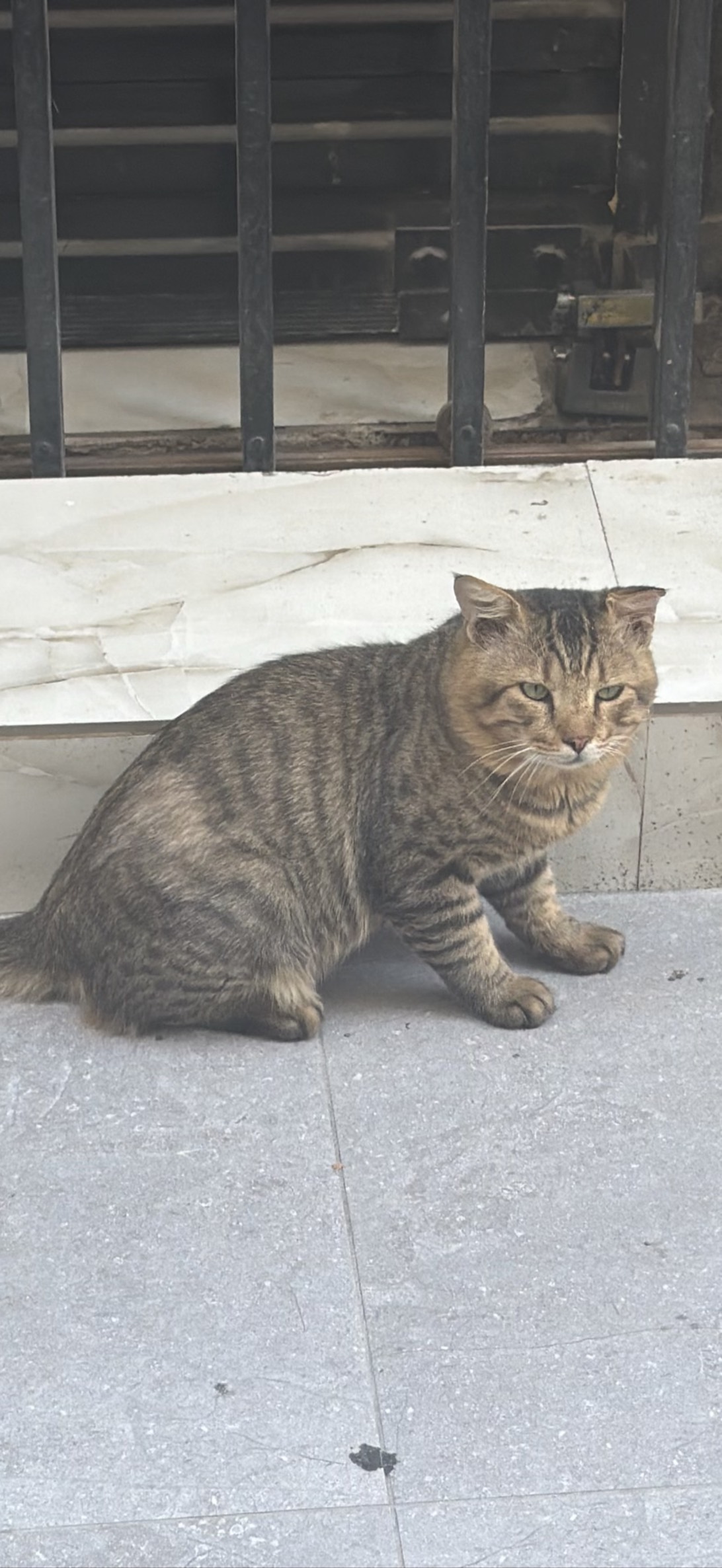 Brutus, a cat found on Chonk Finder