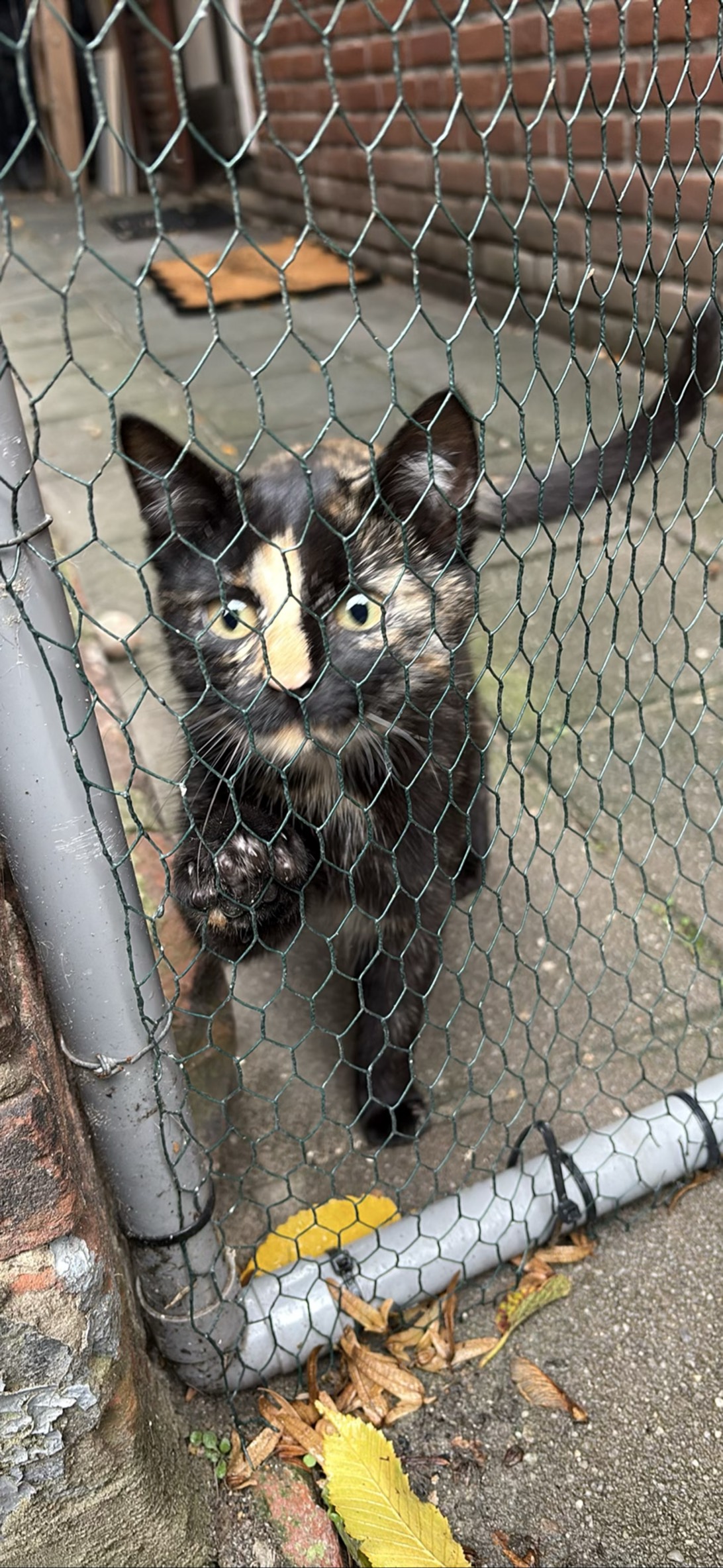 Mila, a cat found on Chonk Finder