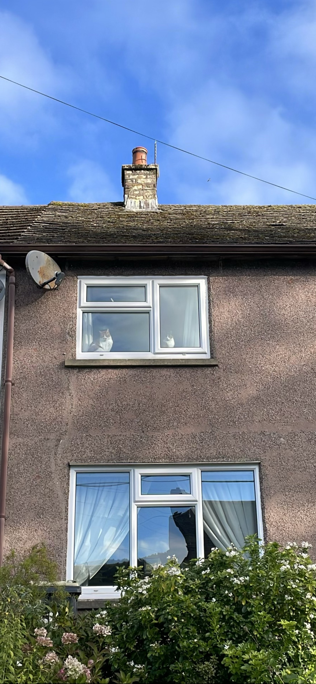 Bing and Bong, a cat found on Chonk Finder