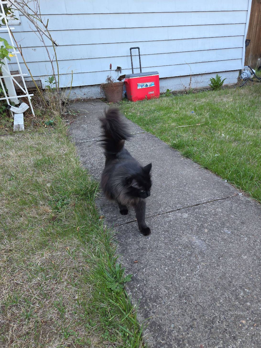 Zazu, a cat found on Chonk Finder